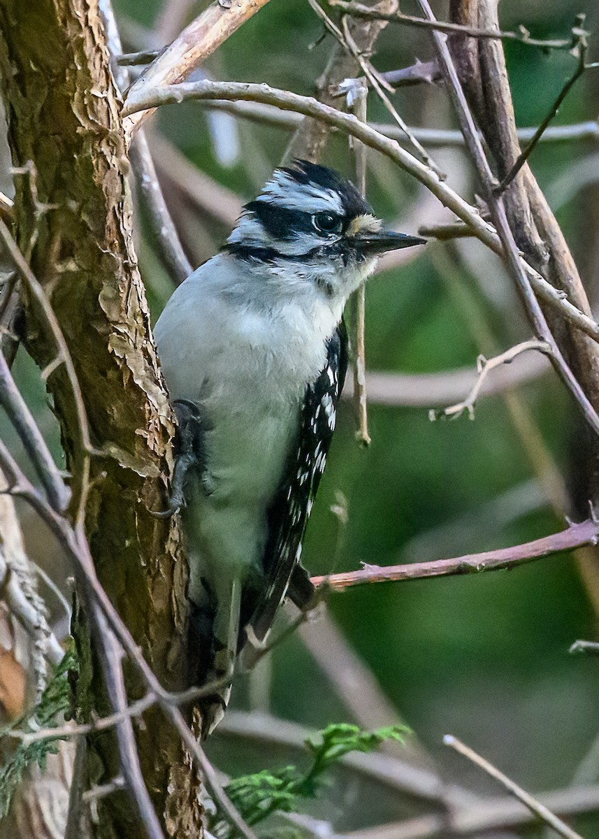 Downy Woodpecker - Clark Johnson