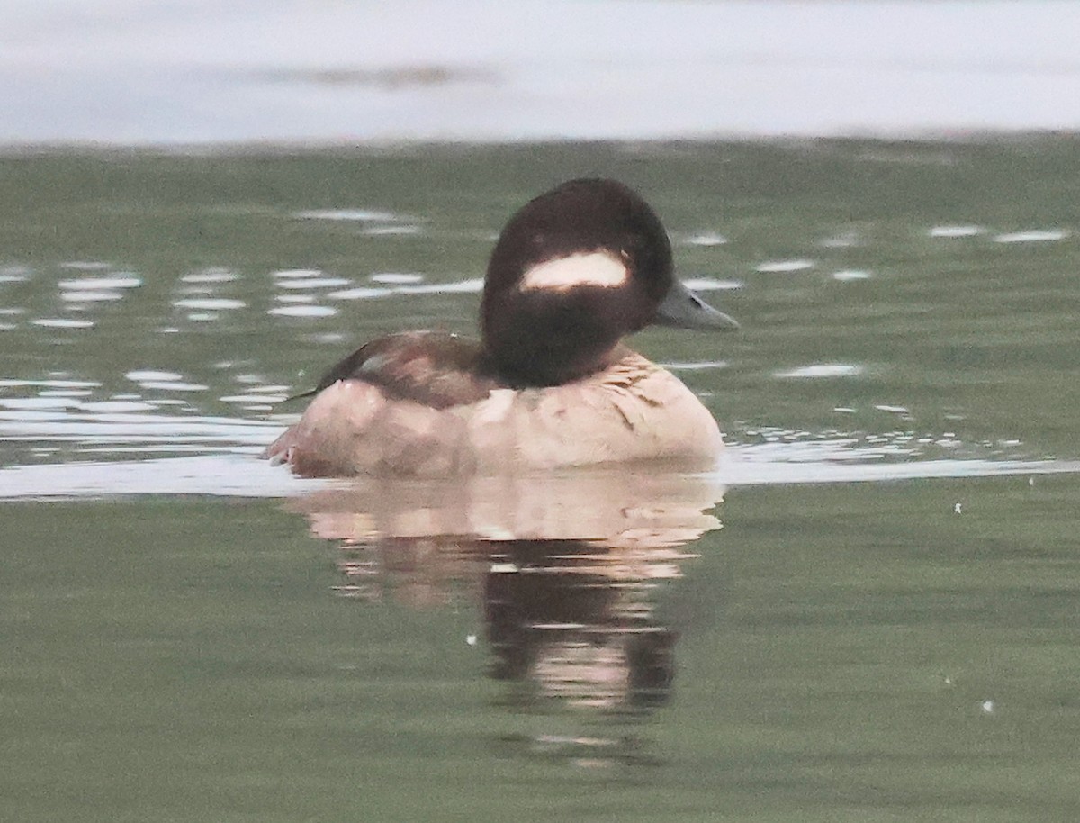 Bufflehead - Dave Czaplak