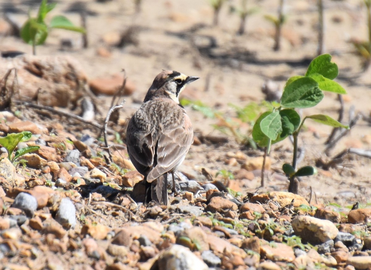 Horned Lark - Duncan  Fraser