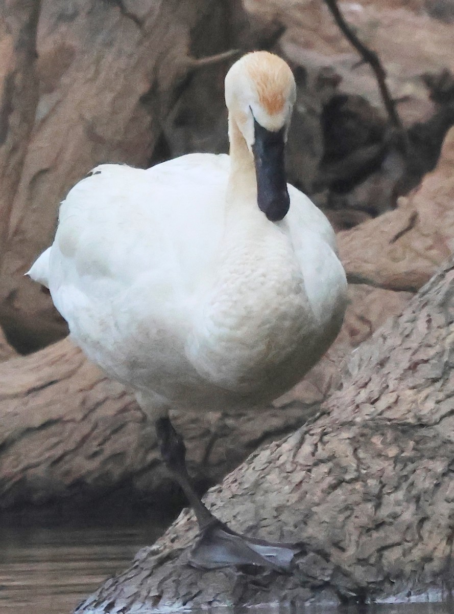 Tundra Swan - ML619487930