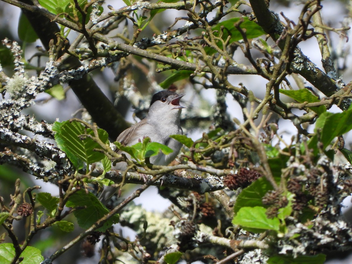 Eurasian Blackcap - Haydee Huwel