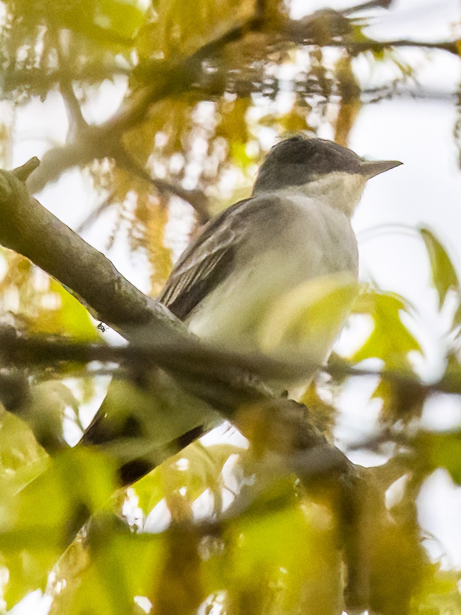 Eastern Kingbird - Clark Johnson