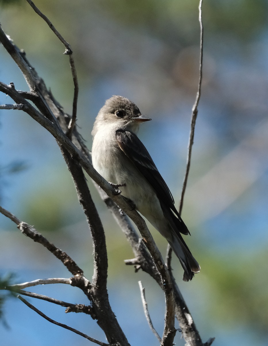 Western Wood-Pewee - Bob D'Antonio