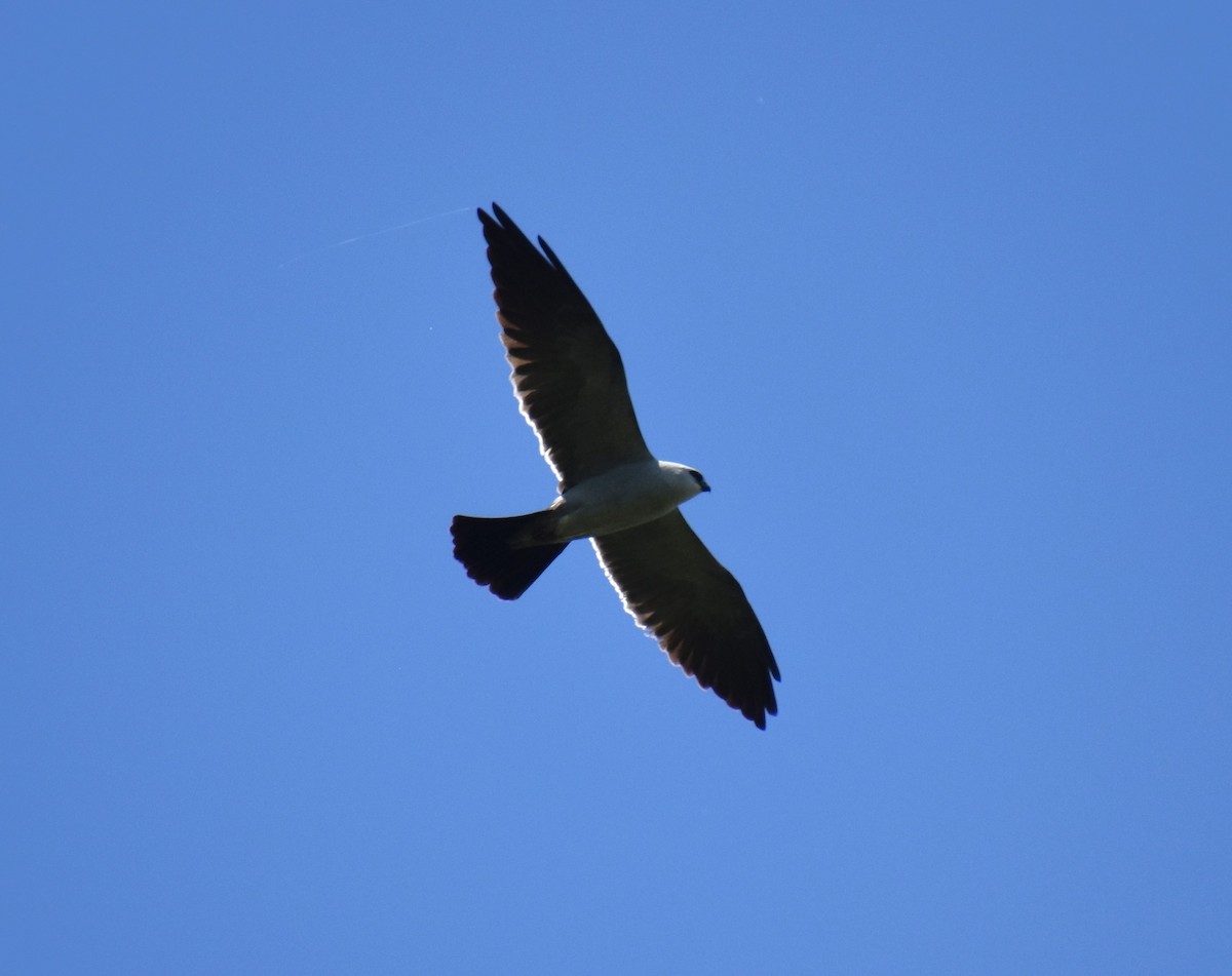 Mississippi Kite - ML619487939