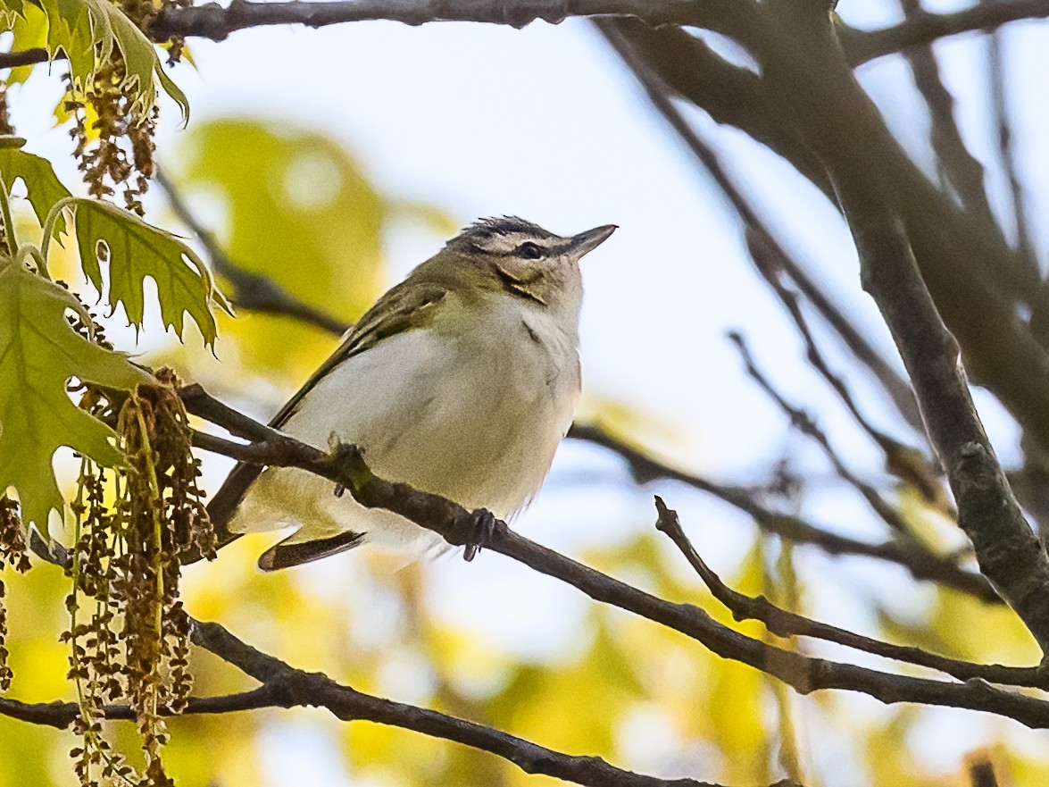 rødøyevireo - ML619487943