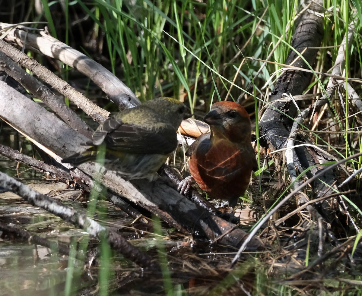 Red Crossbill - ML619487946