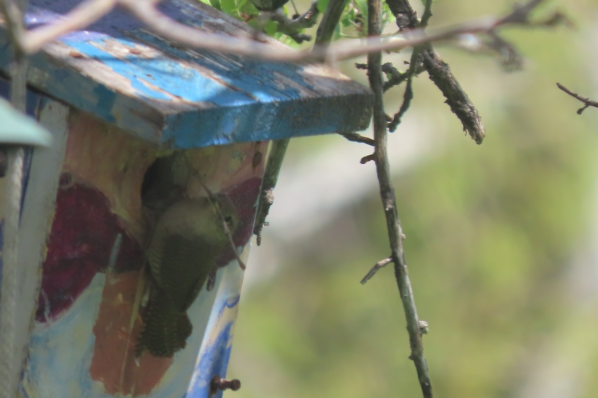 House Wren - Mike Lesnik