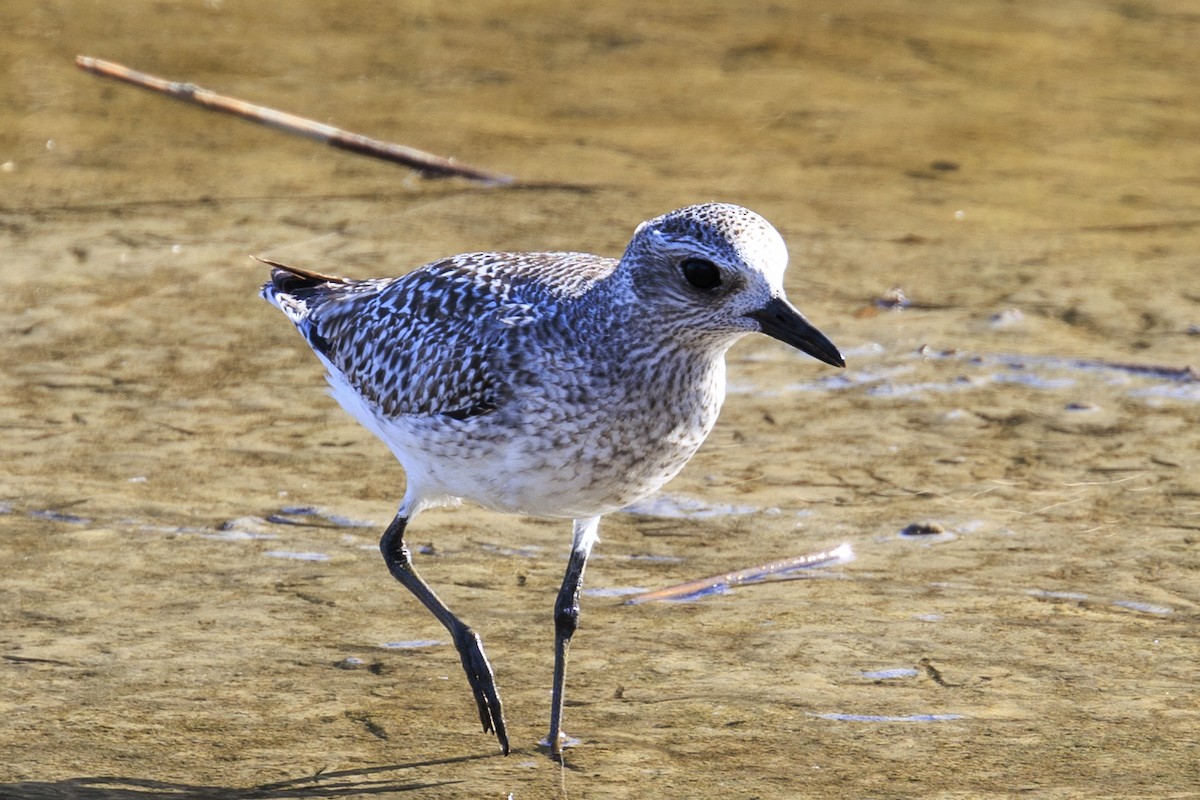 Black-bellied Plover - Mayca Martí