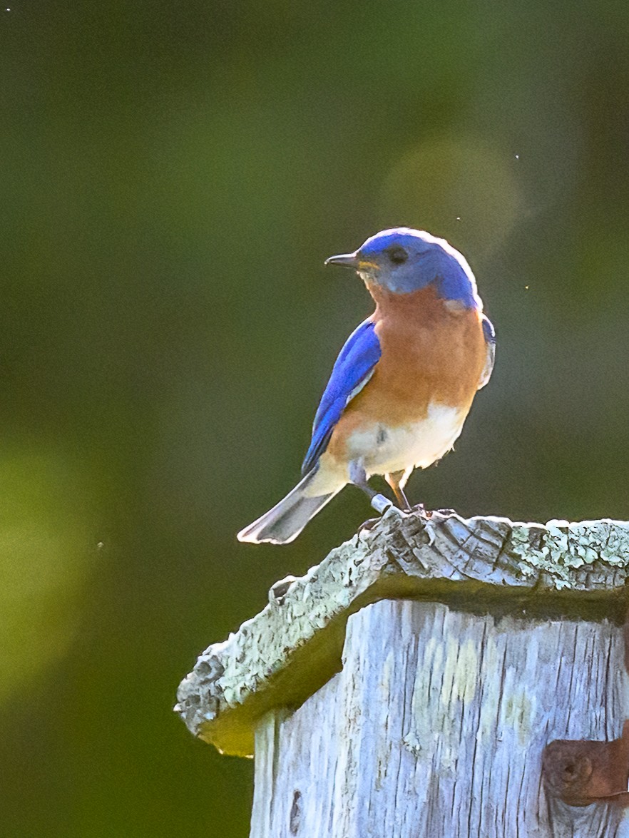 Eastern Bluebird - Clark Johnson