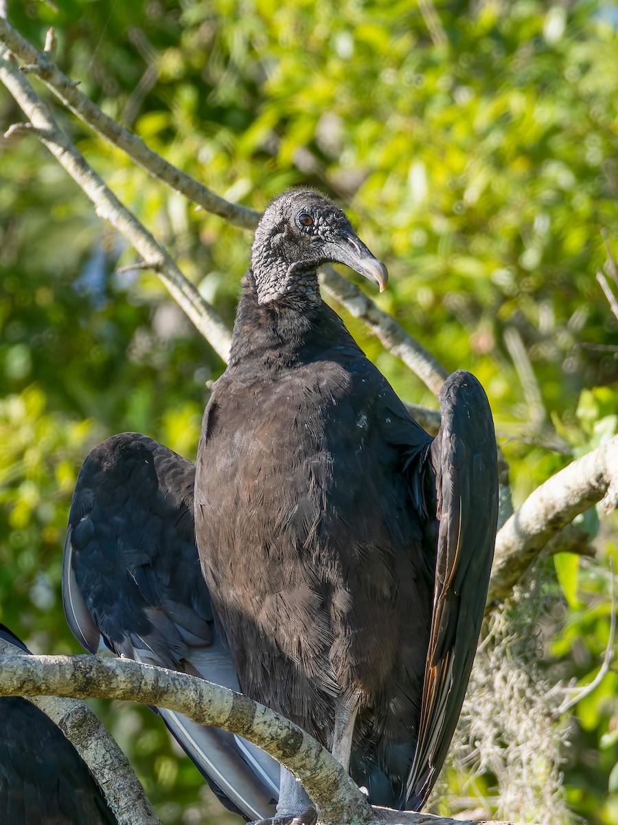 Black Vulture - Joseph Bartlett