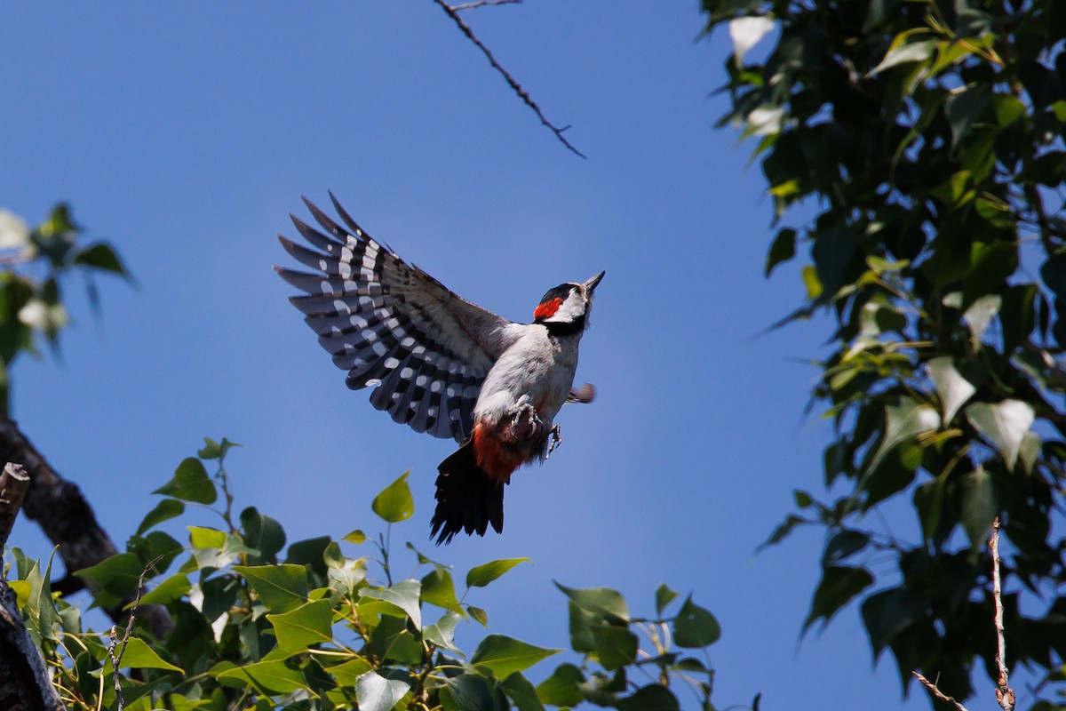 Great Spotted Woodpecker - Giorgi Natsvlishvili