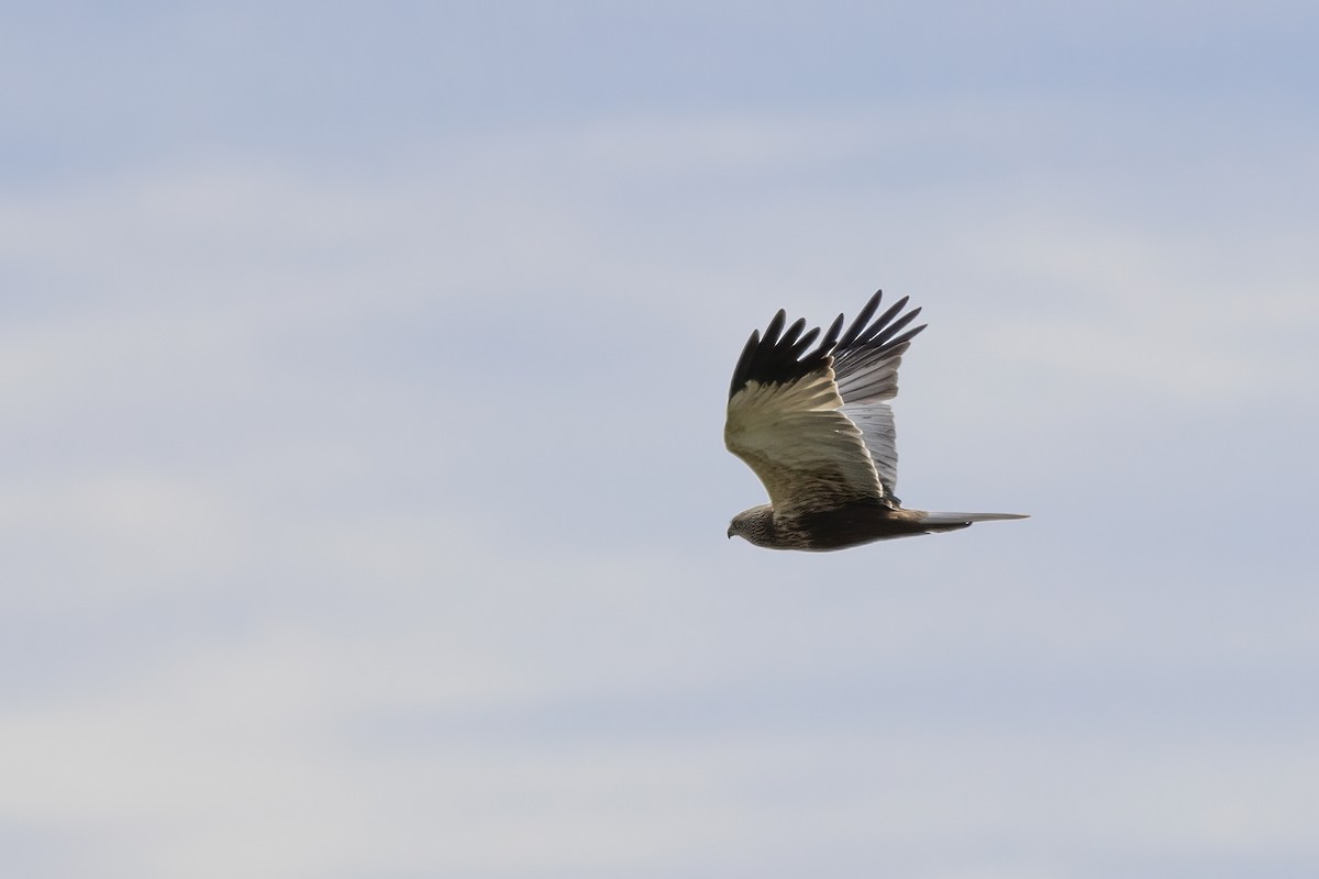 Western Marsh Harrier - Delfin Gonzalez