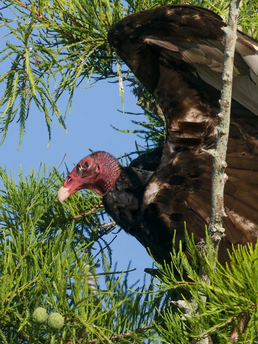 Turkey Vulture - Joseph Bartlett