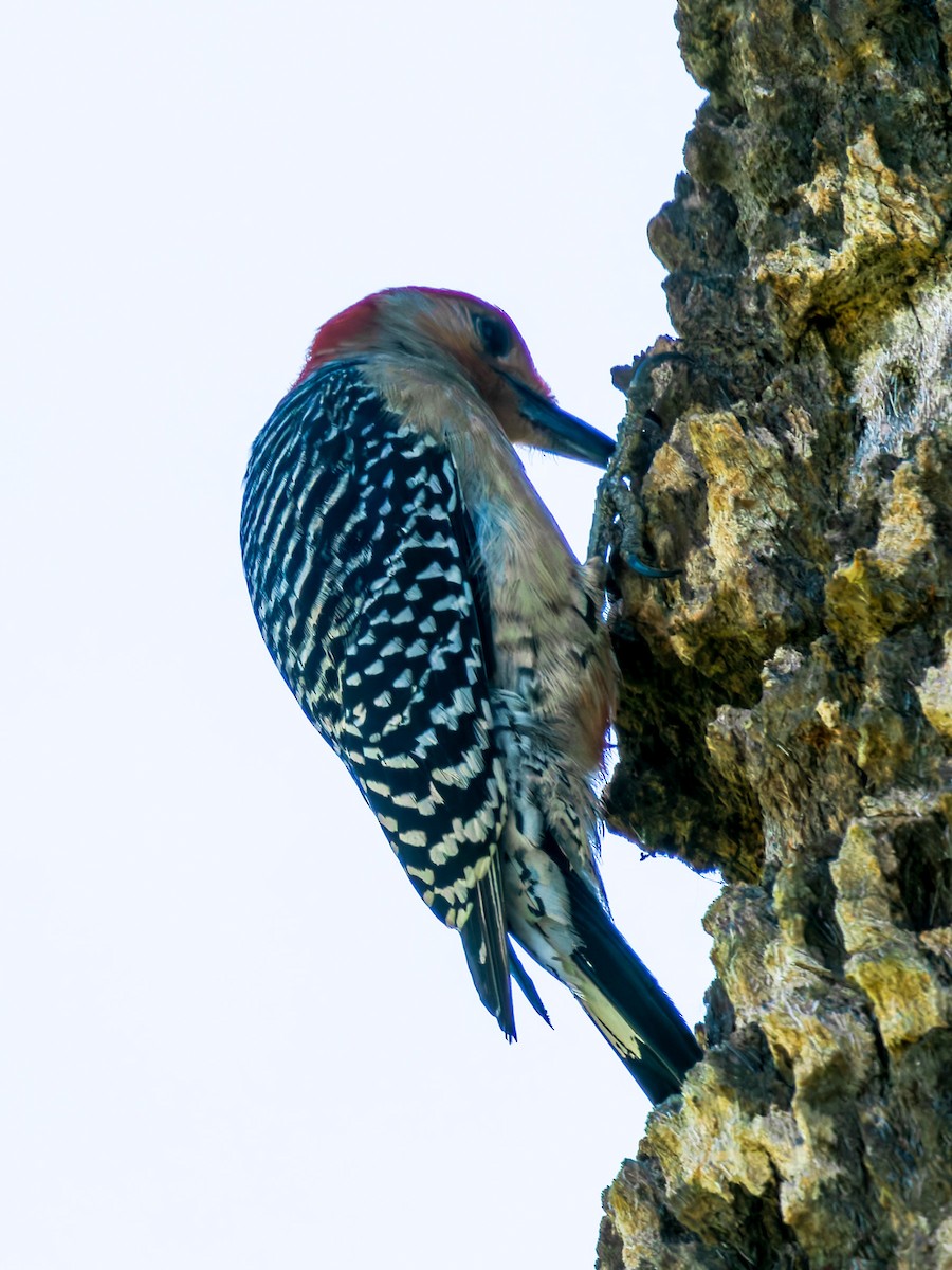 Red-bellied Woodpecker - Joseph Bartlett