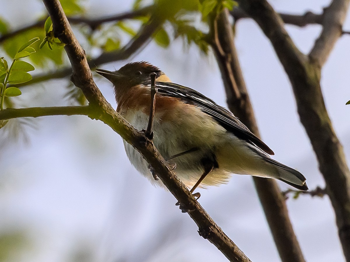 Bay-breasted Warbler - Clark Johnson