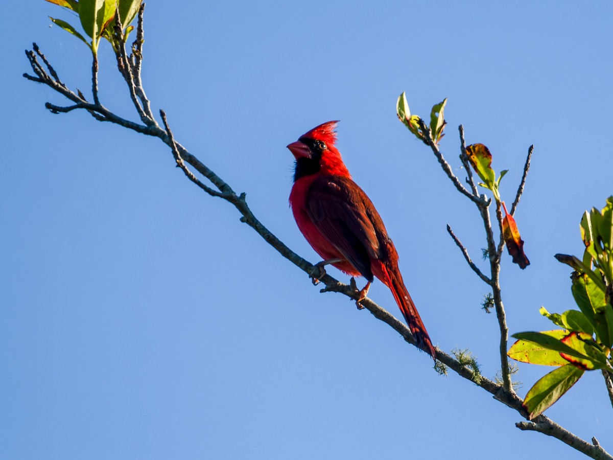 Northern Cardinal - Joseph Bartlett