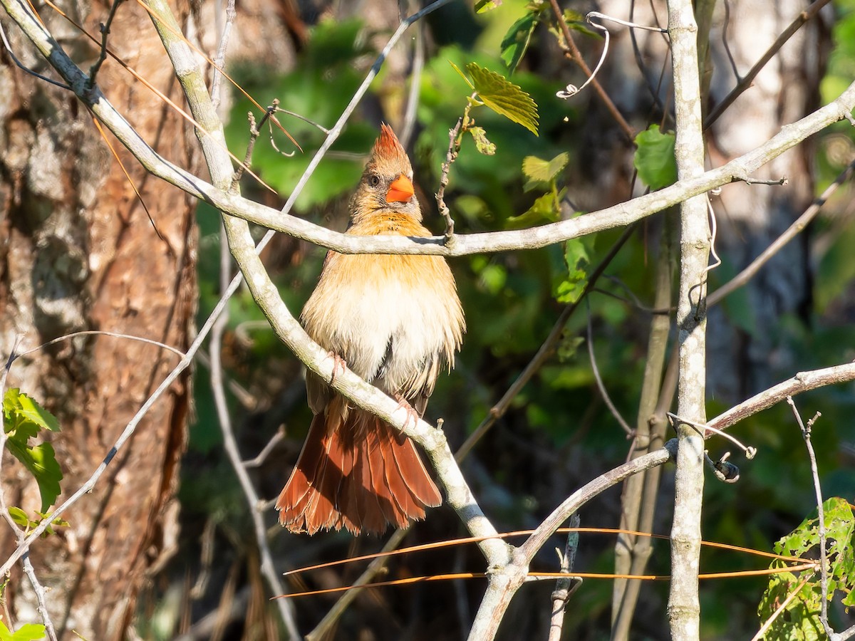 Northern Cardinal - Joseph Bartlett