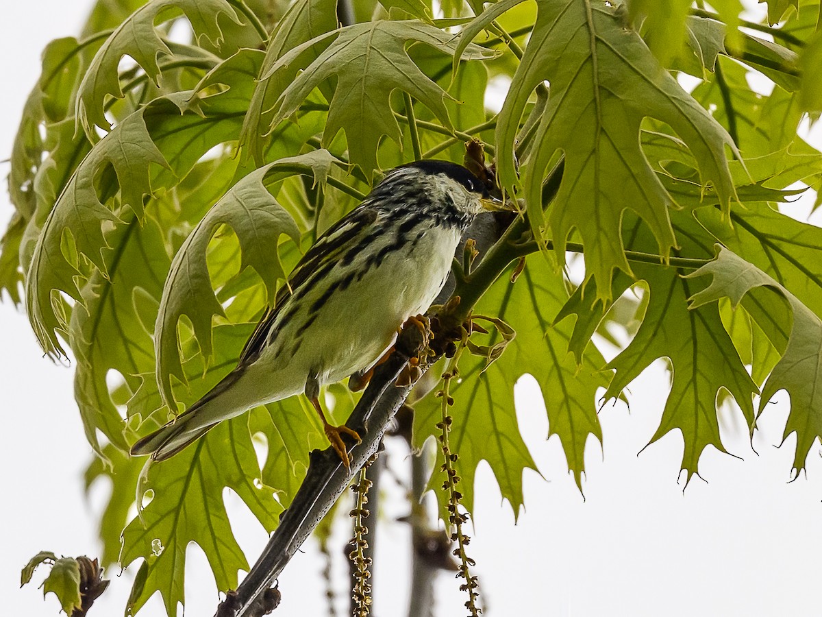 Blackpoll Warbler - Clark Johnson