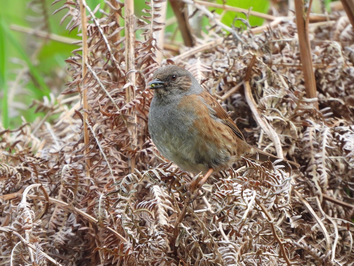 Dunnock - Haydee Huwel