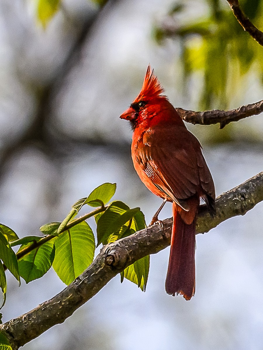 Northern Cardinal - Clark Johnson