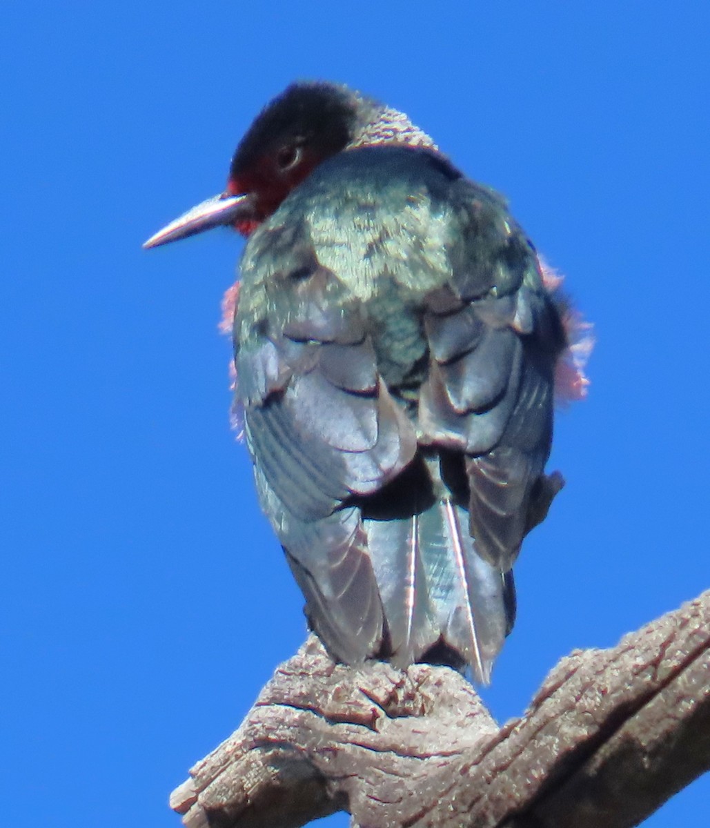 Lewis's Woodpecker - Robin Gurule