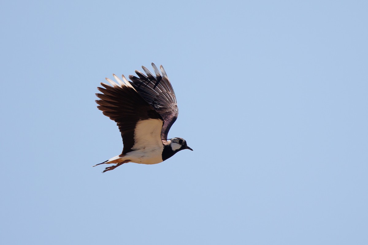 Northern Lapwing - Giorgi Natsvlishvili