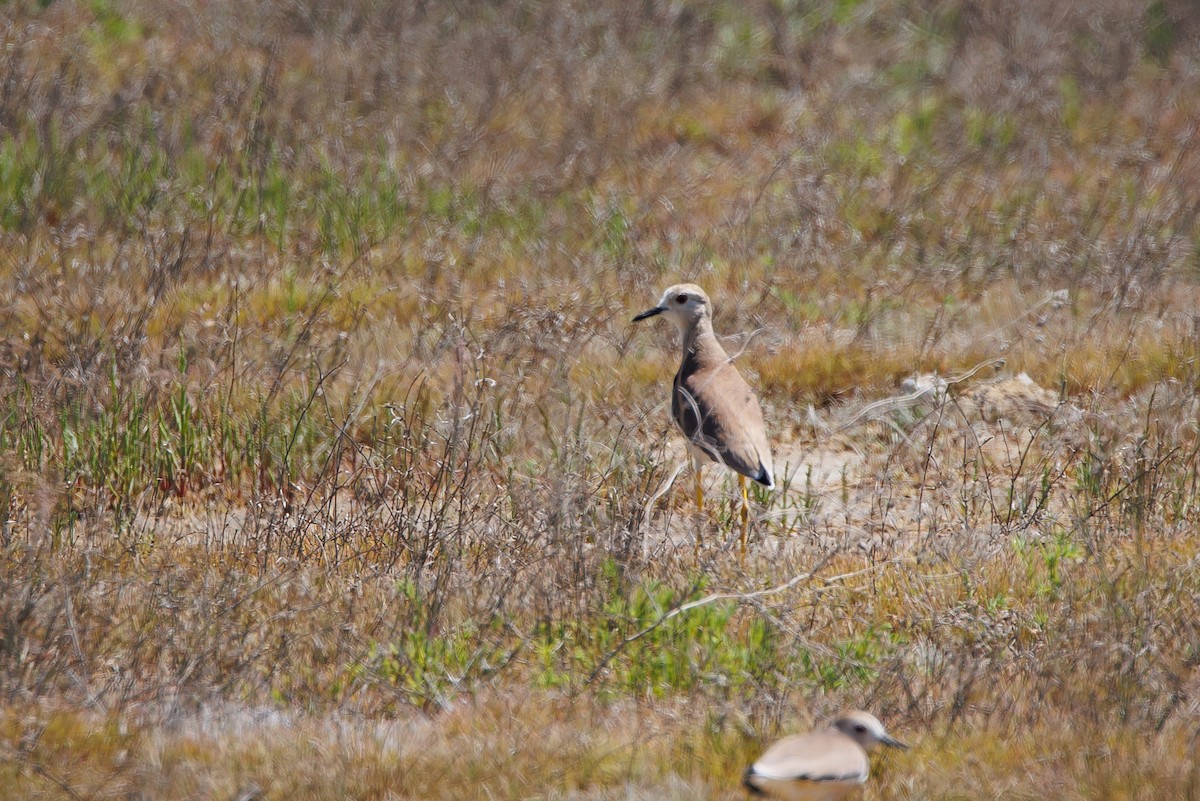 White-tailed Lapwing - Giorgi Natsvlishvili