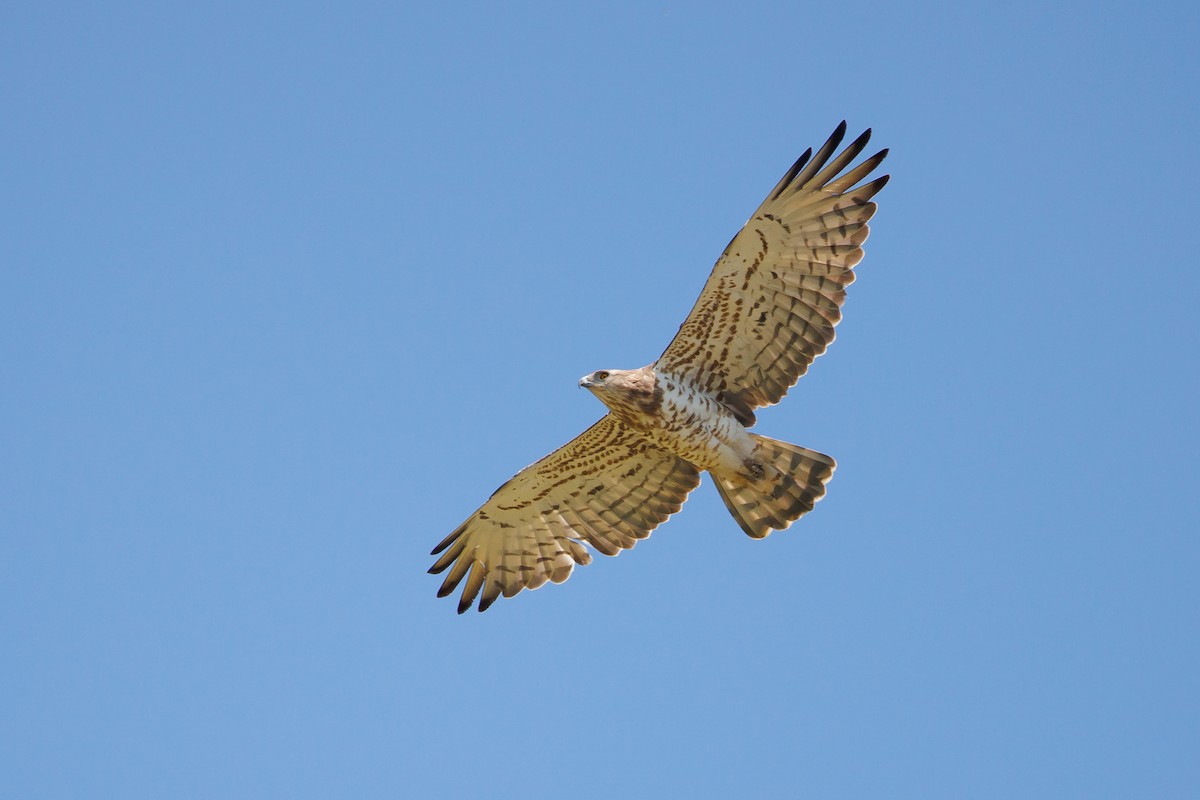 Short-toed Snake-Eagle - Giorgi Natsvlishvili