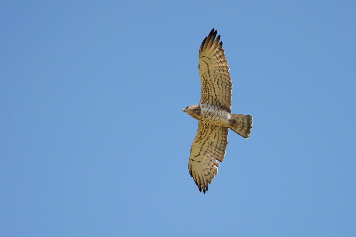 Short-toed Snake-Eagle - Giorgi Natsvlishvili