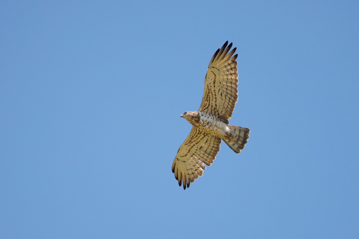 Short-toed Snake-Eagle - Giorgi Natsvlishvili