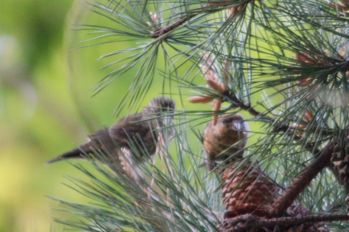 Red Crossbill - James Teitgen