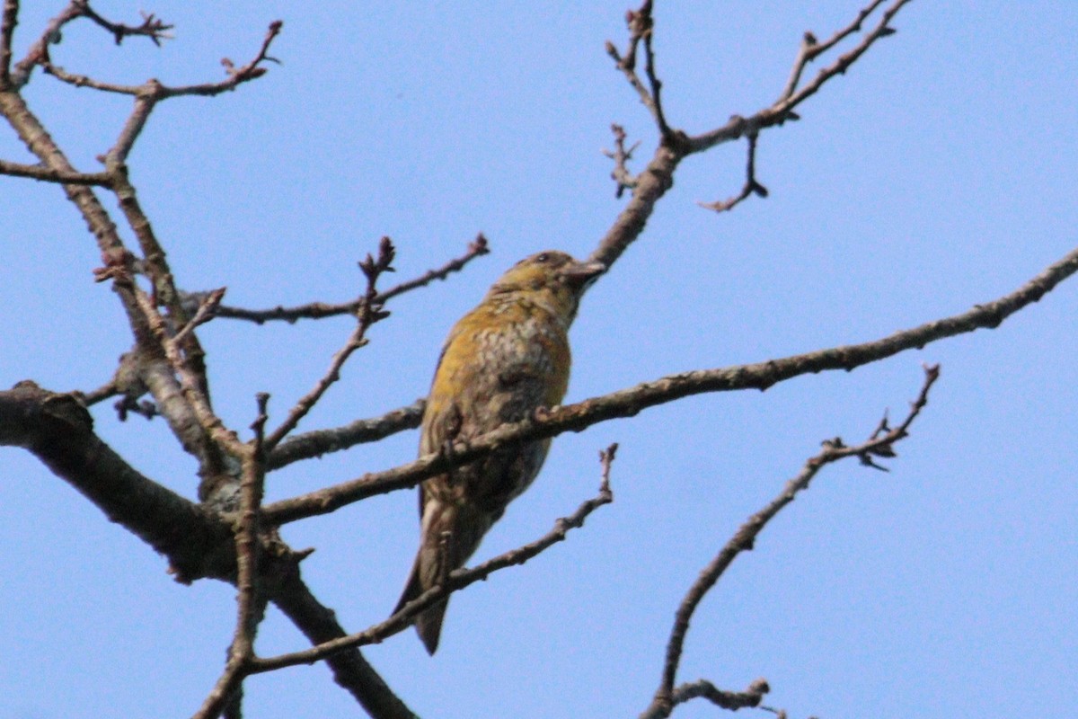 Red Crossbill - James Teitgen