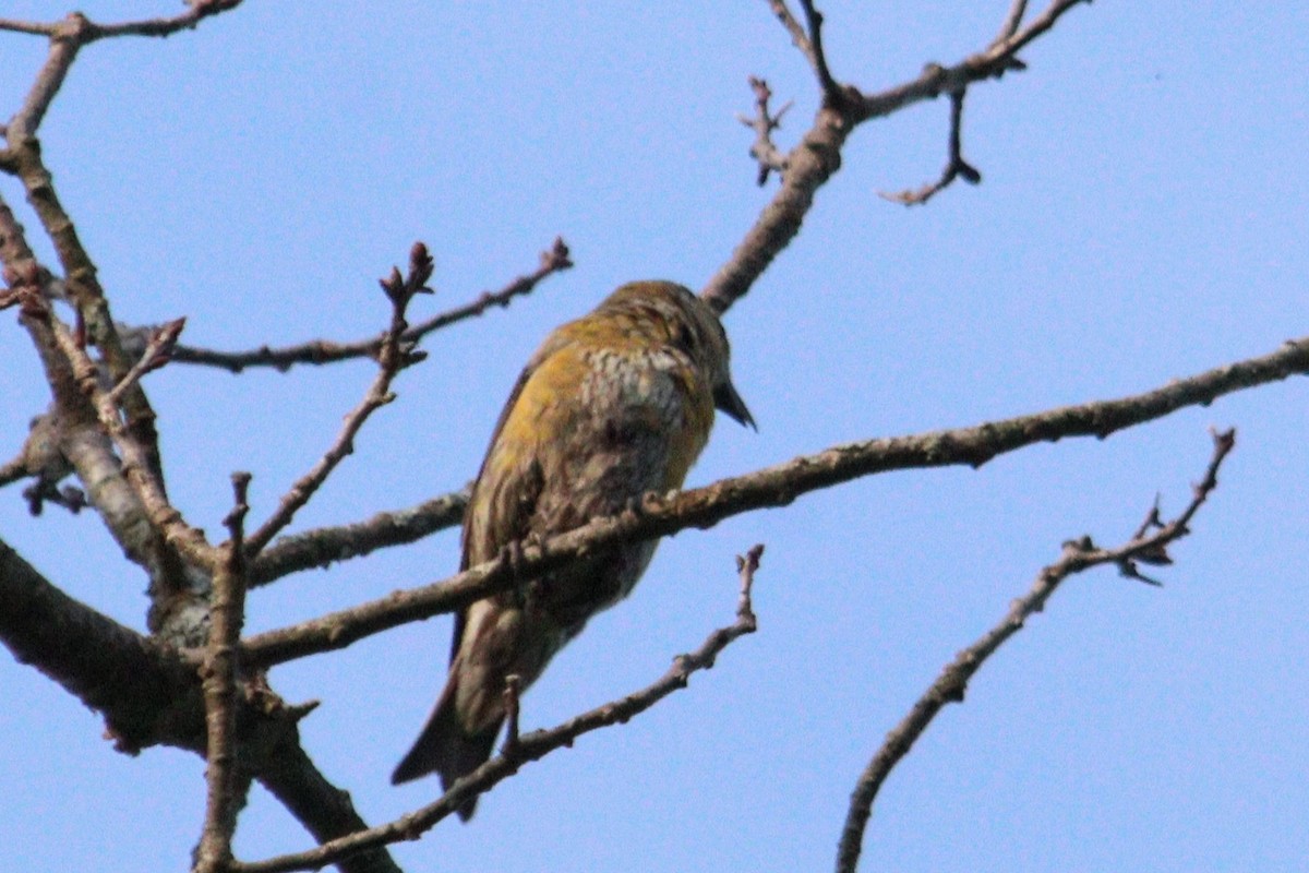 Red Crossbill - James Teitgen