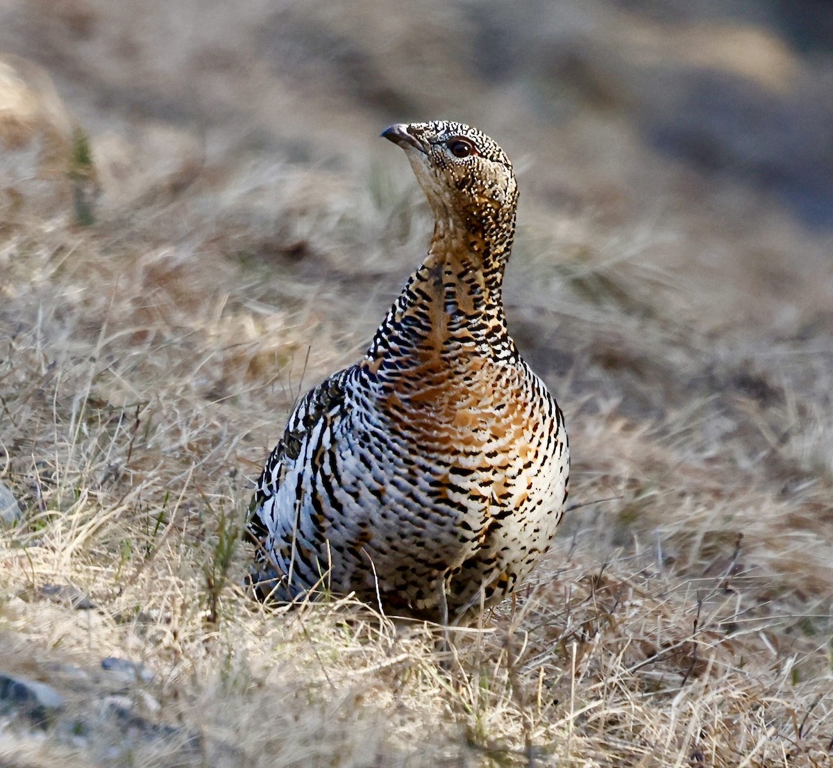 Western Capercaillie - Jan Hansen