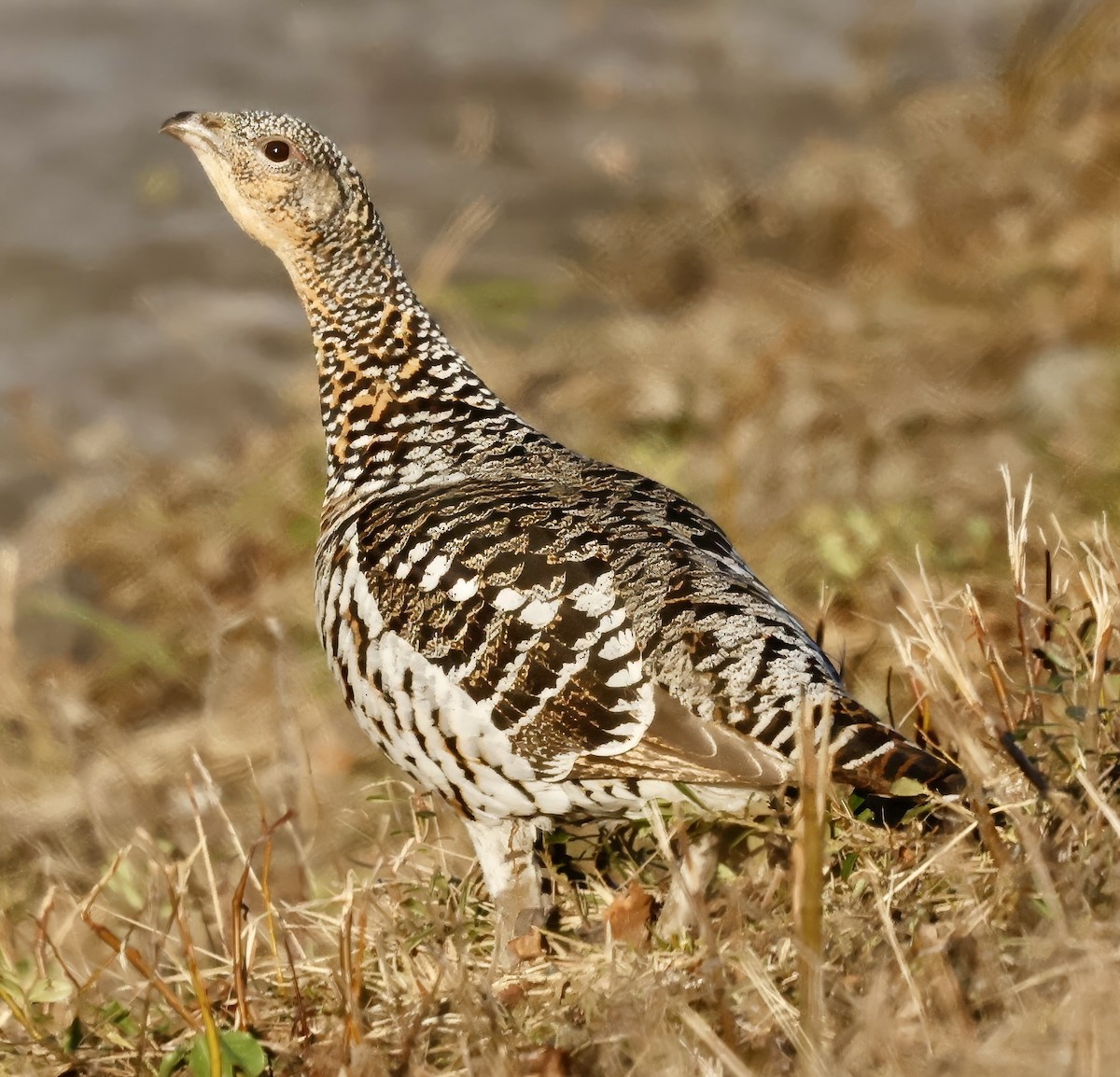 Western Capercaillie - Jan Hansen