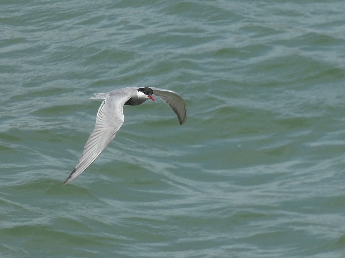 Whiskered Tern - José Ignacio Dies