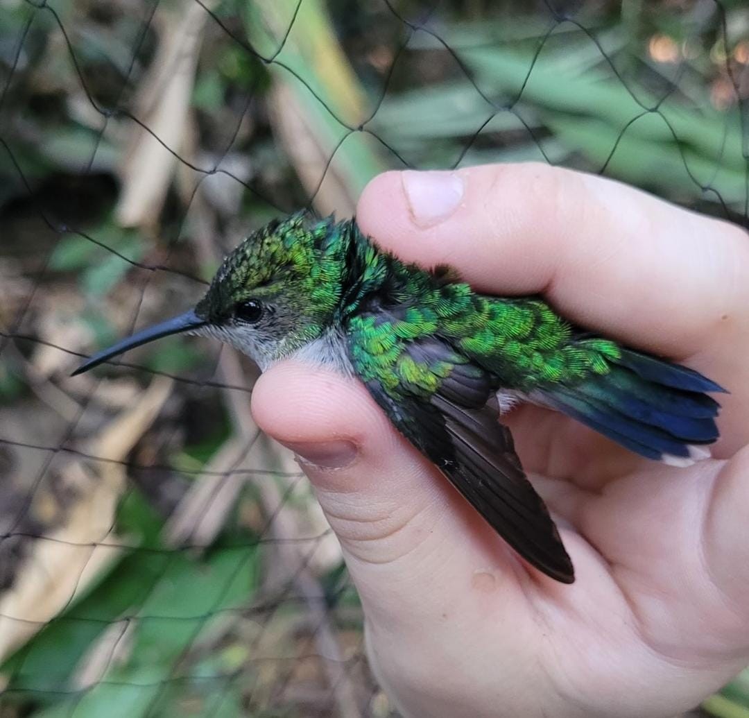 Blue-tailed Emerald - Andrea Moyano Rostworowski