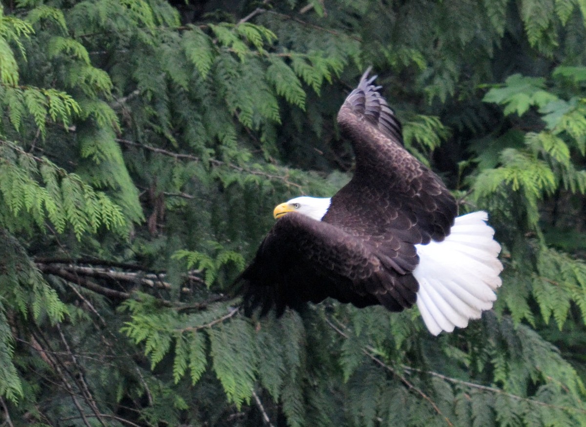 Bald Eagle - Kerry Serl