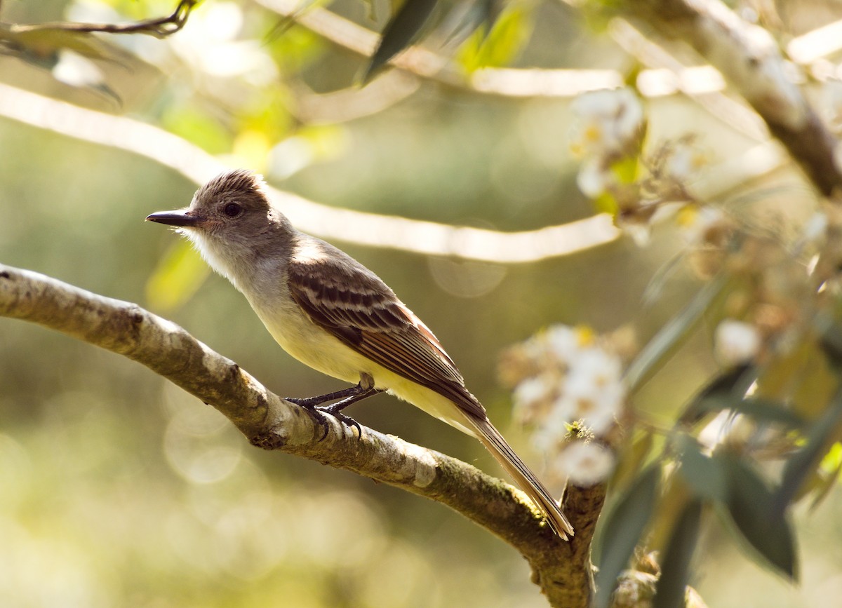 Brown-crested Flycatcher - Jessie Beaudreault Aguilar