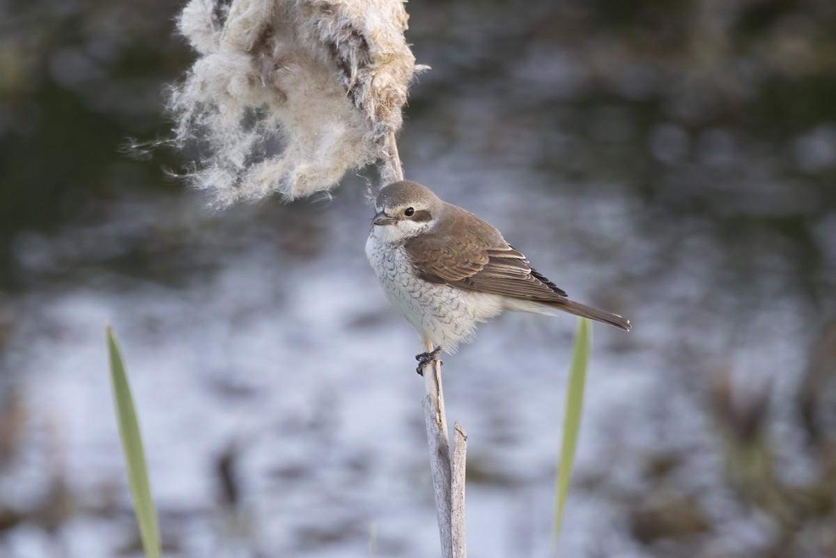 Red-backed Shrike - Delfin Gonzalez