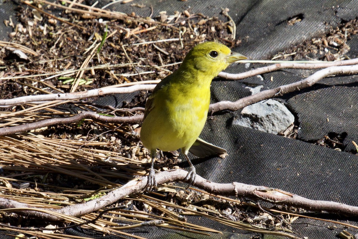 Western Tanager - ML619488046