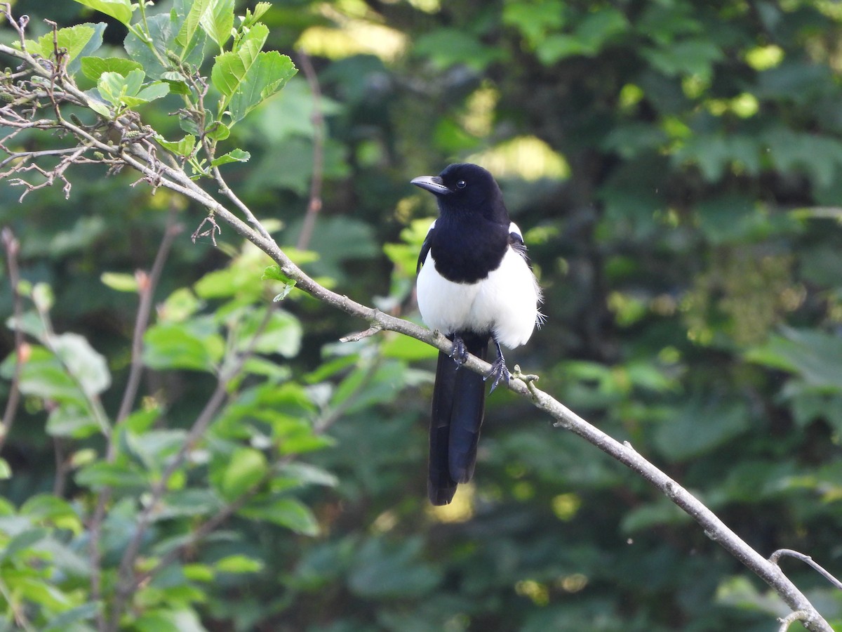 Eurasian Magpie - Haydee Huwel