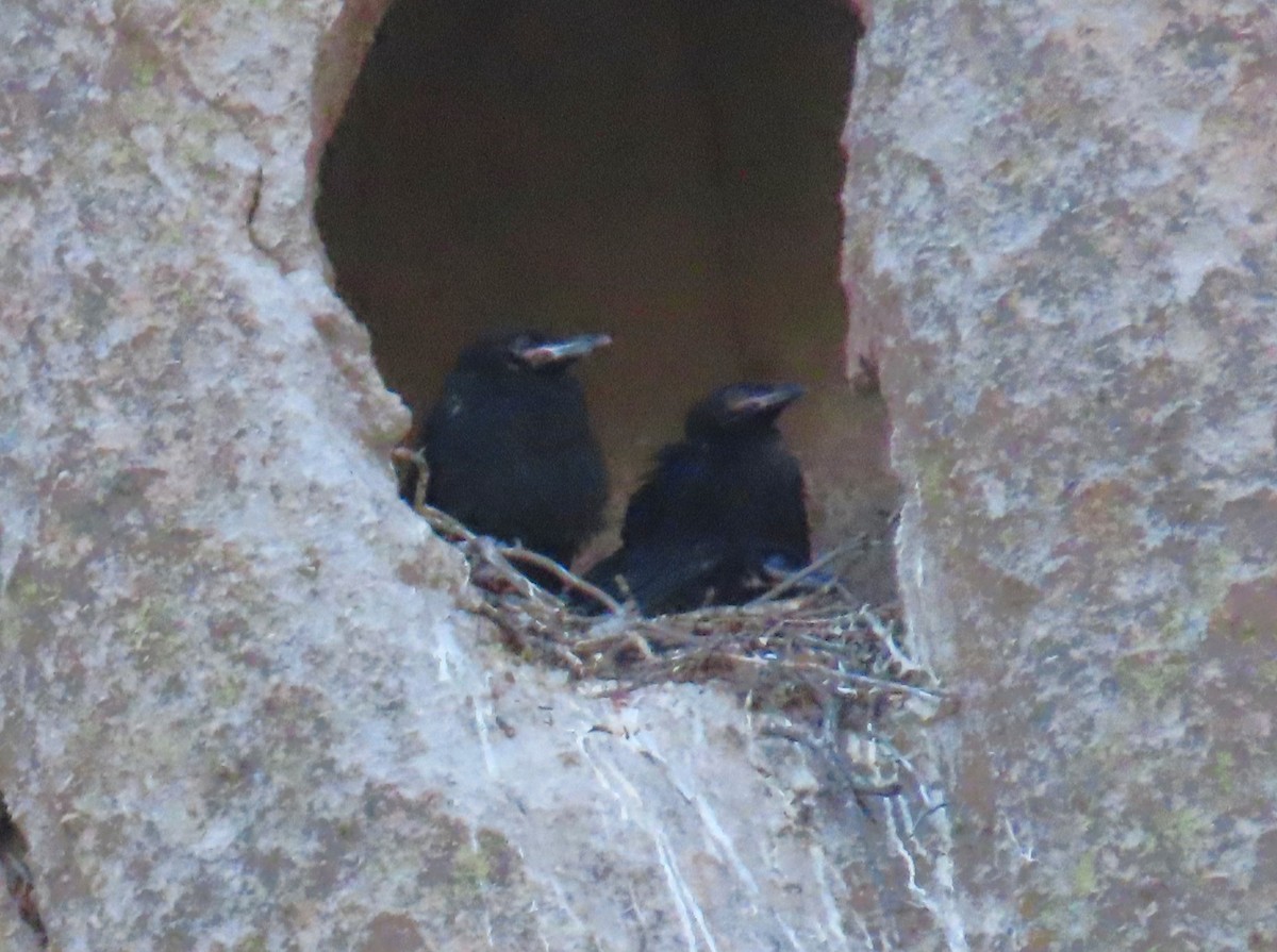 Common Raven - Robin Gurule