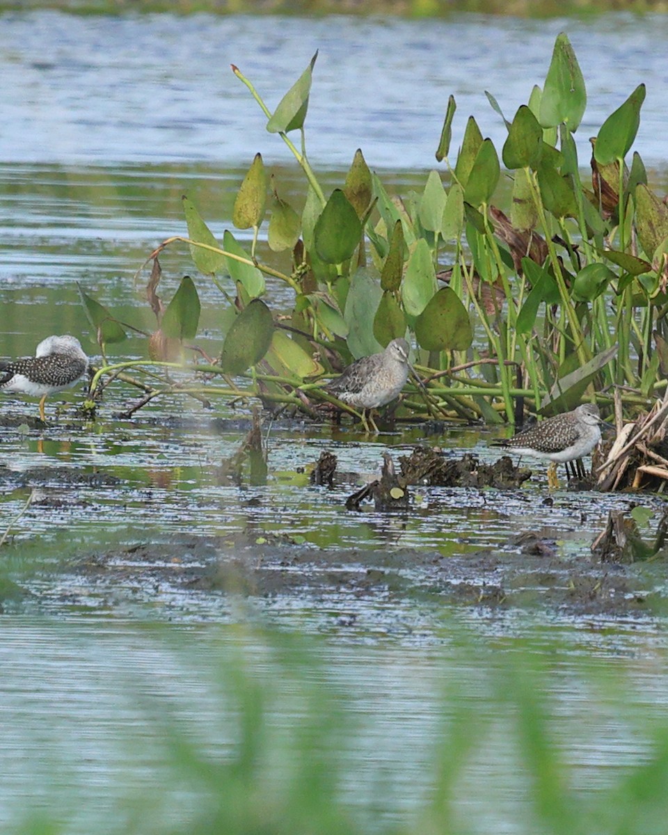 Long-billed Dowitcher - Guillaume Charette