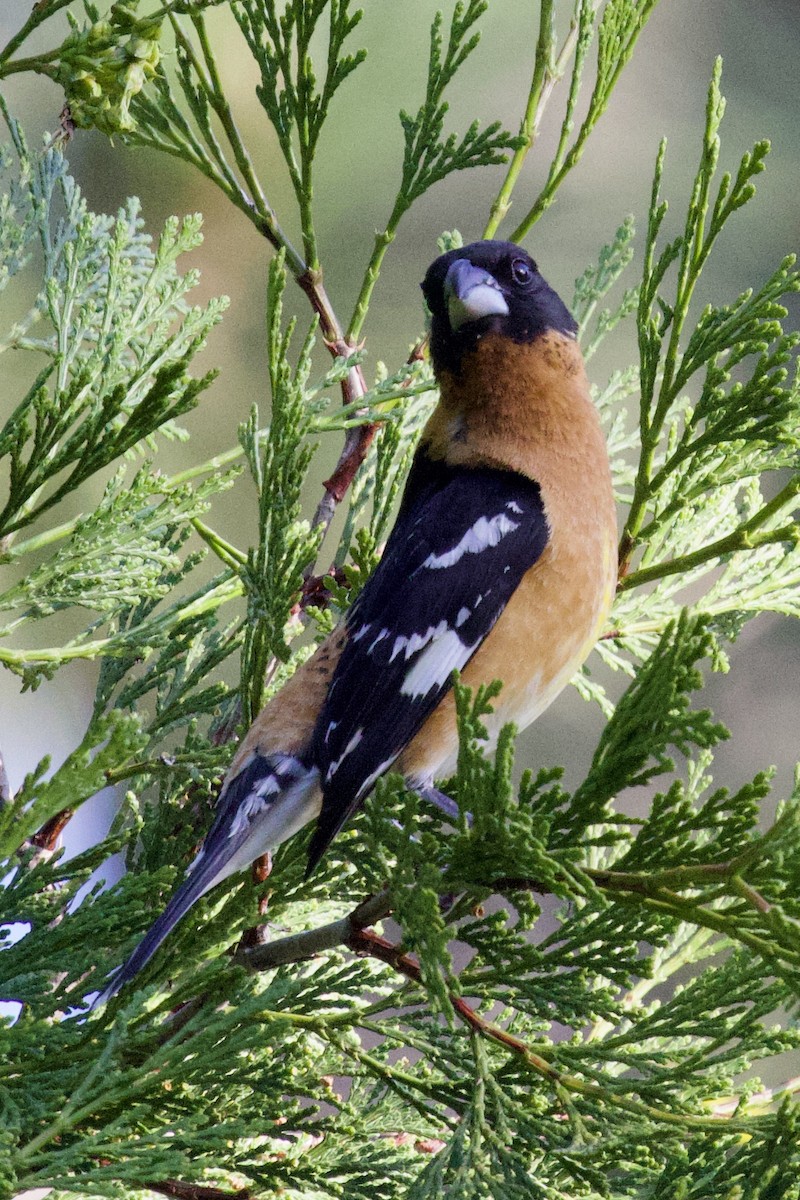 Black-headed Grosbeak - Tom McIntosh