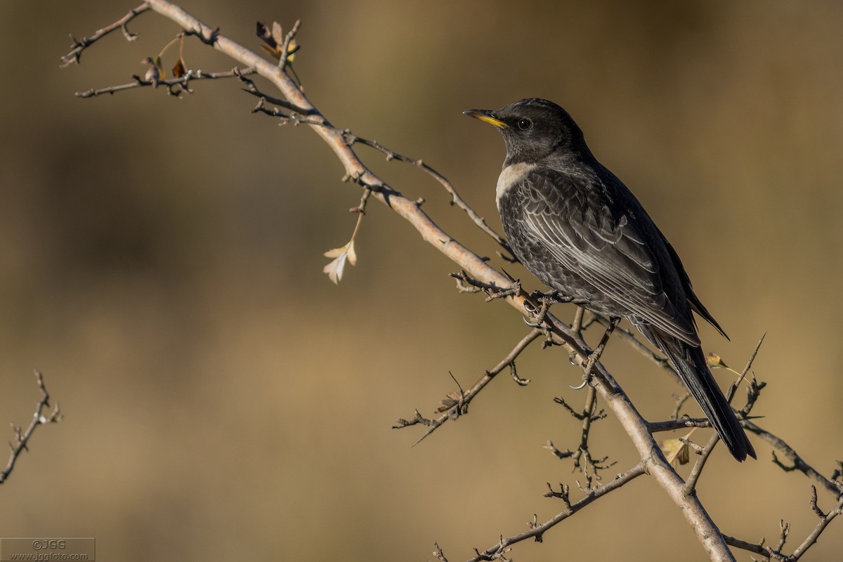 Ring Ouzel - Javier Gómez González