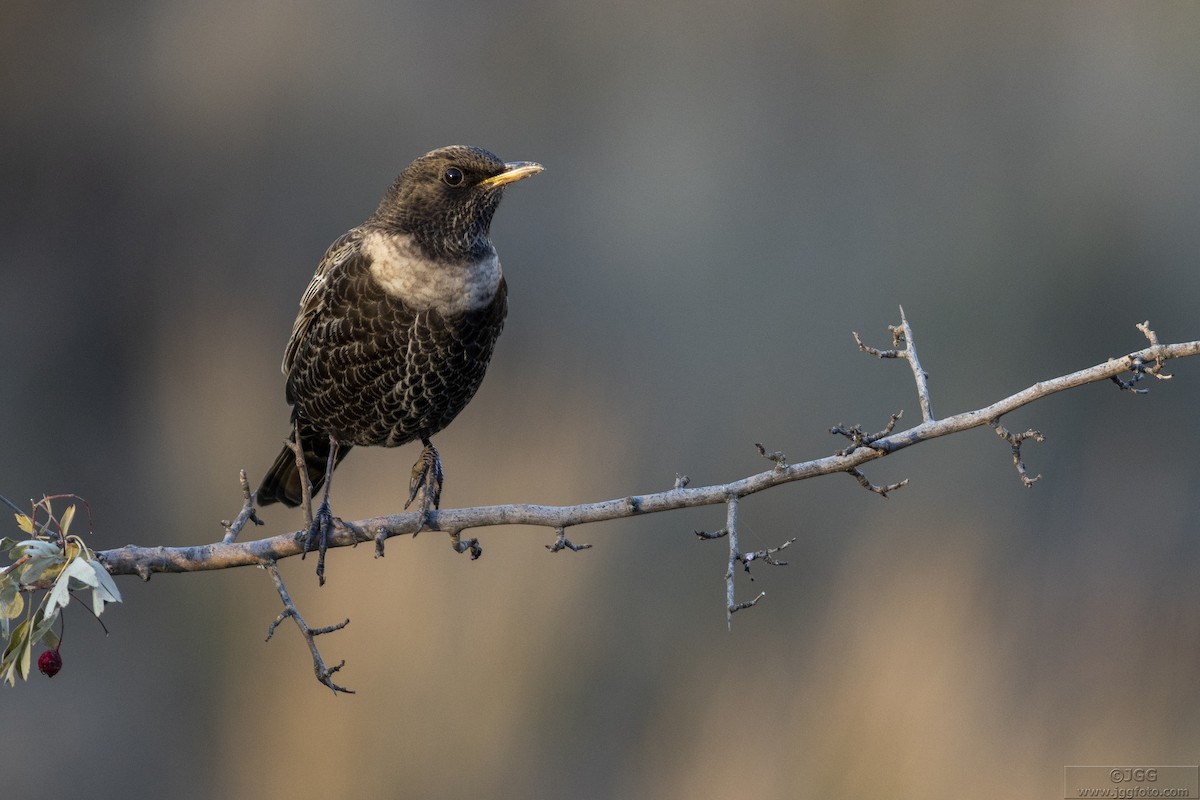 Ring Ouzel - Javier Gómez González