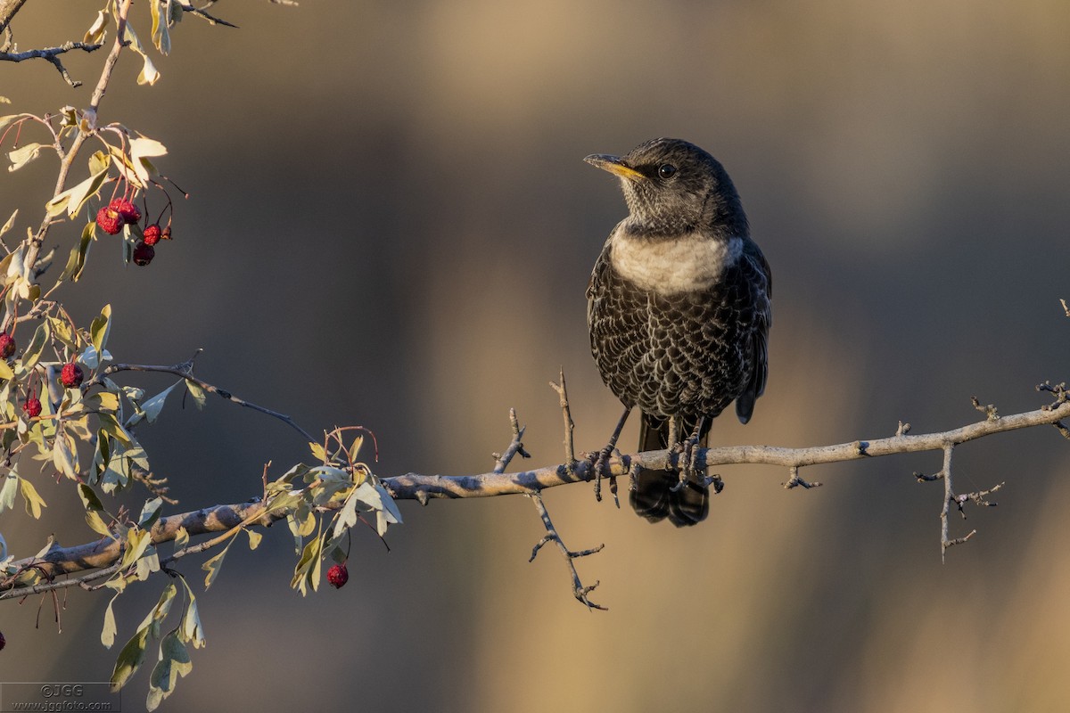 Ring Ouzel - Javier Gómez González