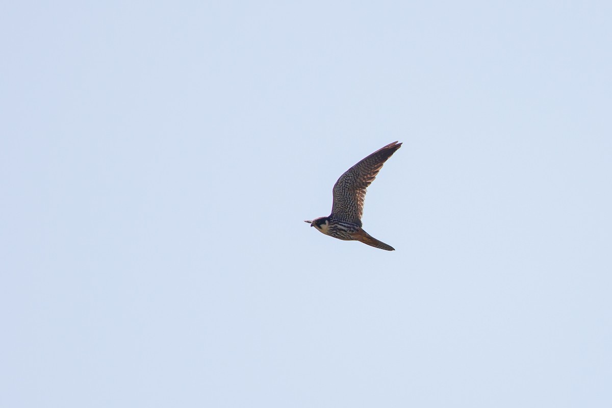 Eurasian Hobby - ML619488079