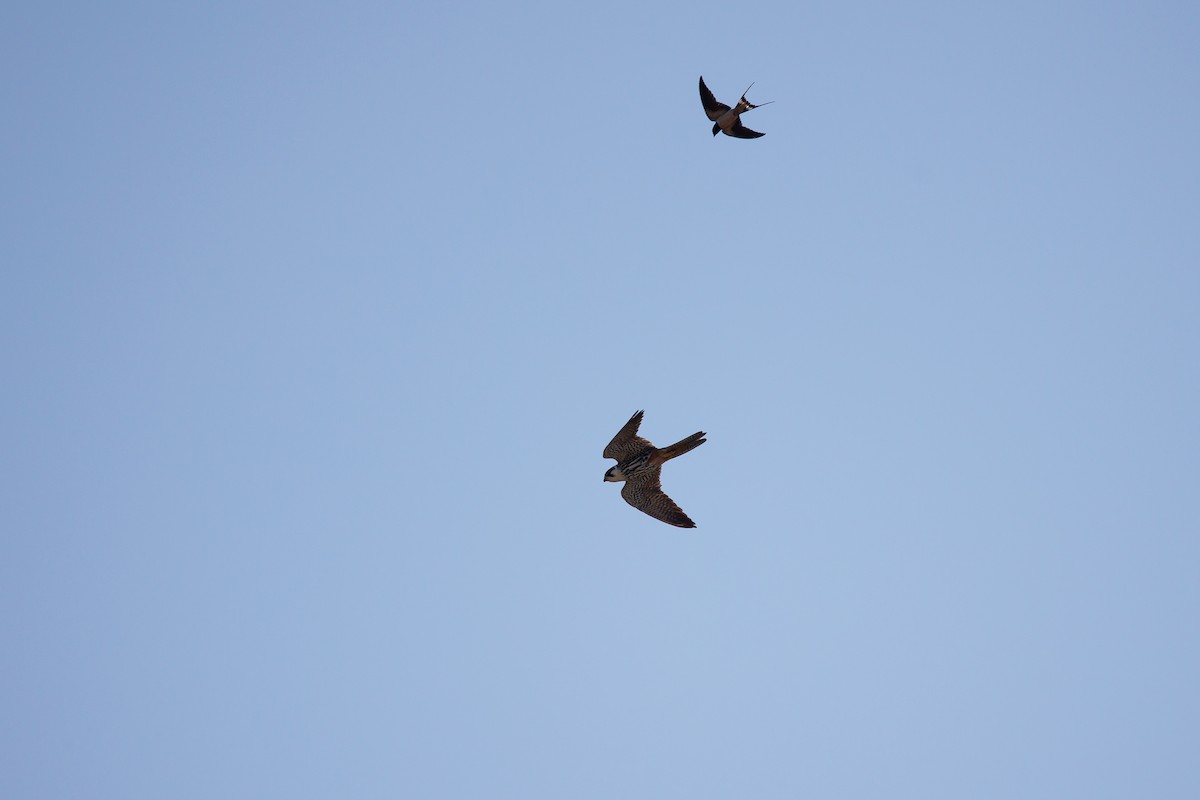 Eurasian Hobby - ML619488080